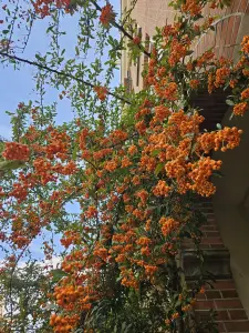 Christy 02 Oranje Bes